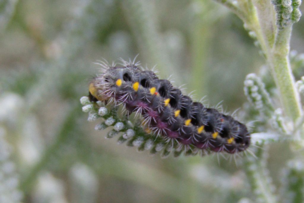 Zygaena corsica
